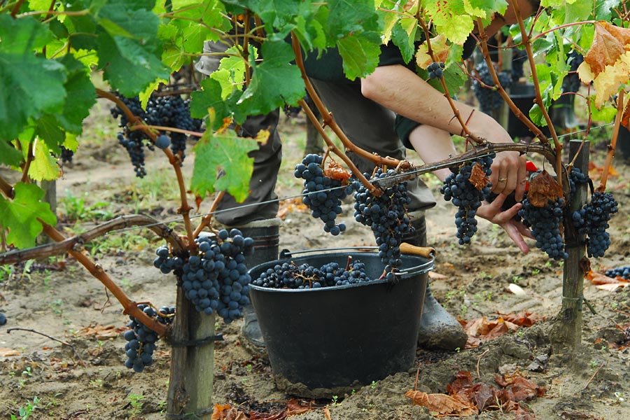 aide agricole de production fruitière ou viticole